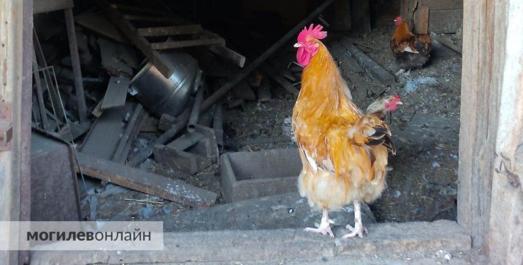 Хотите бесплатную курочку-несушку? Рассказываем, как ее получить