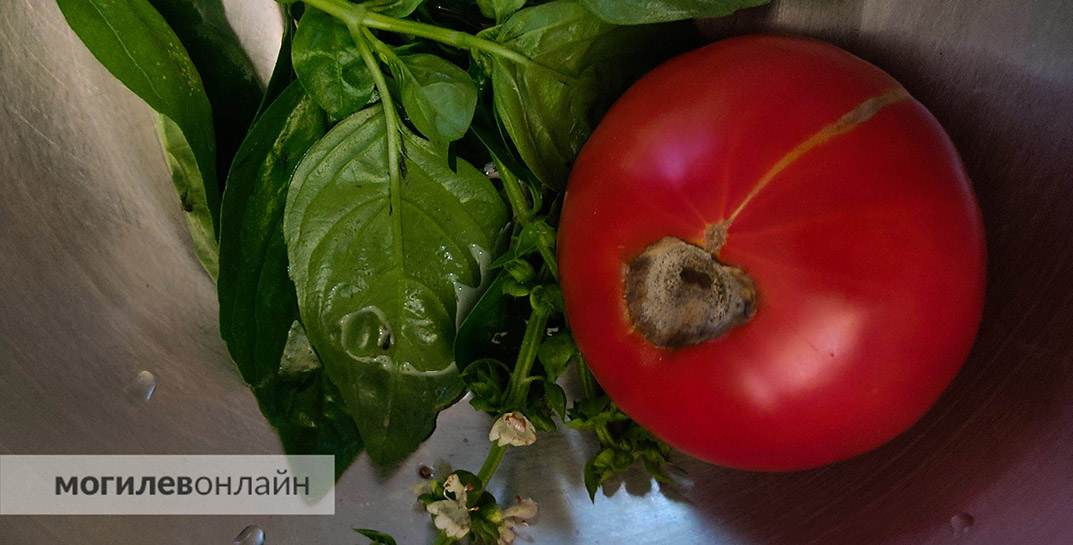 Гигантский томат весом более килограмма вырос на грядке ельской огородницы