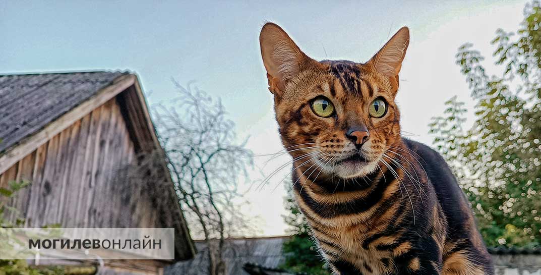 Спасай котов и качай мышцы: как ИИ-игра превращает спорт в настоящий квест