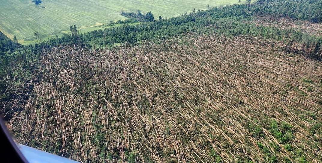 Посмотрите, как под Могилевом «положило» лес