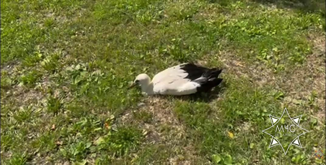 Милота от спасателей — аистенку в Костюковичском районе помогли вернуться в гнездо к родителям