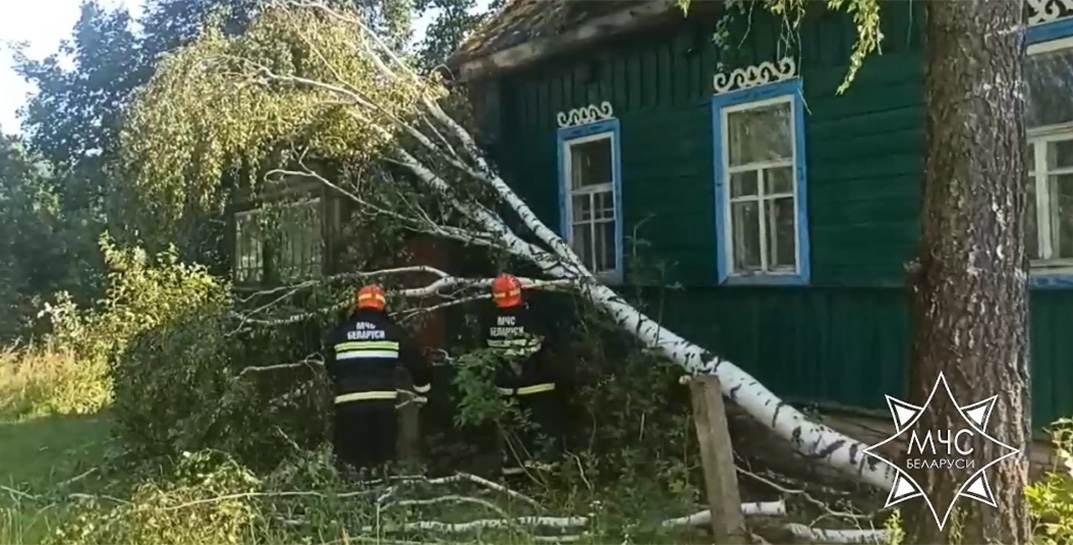 В Чериковском районе ветер повредил 25 крыш и повалил 25 деревьев