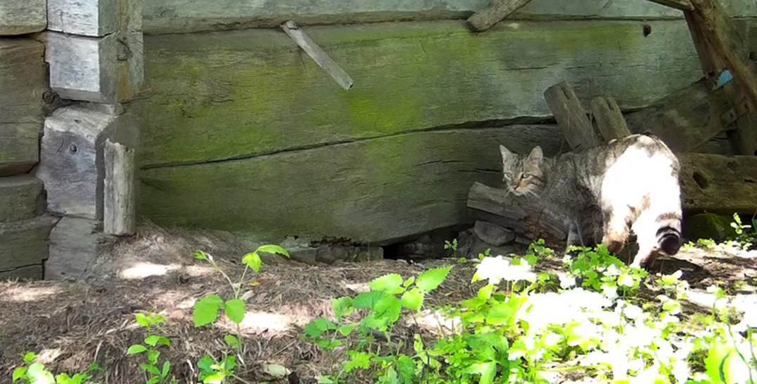 Встречайте! Спустя 100 лет в Беларусь вернулся лесной кот. Чем отличается от домашнего?