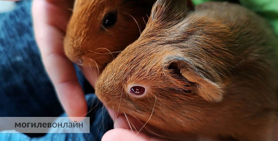Датский зоопарк призвал пожертвовать ненужных домашних животных — их отправят на корм хищникам