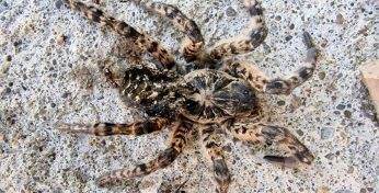 Белорус обнаружил в своем гараже огромного тарантула