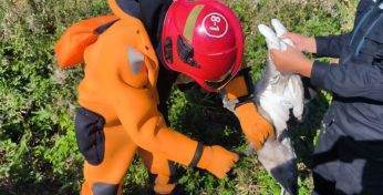 В Кировском районе спасатели помогли лебедю, который запутался в рыболовной леске