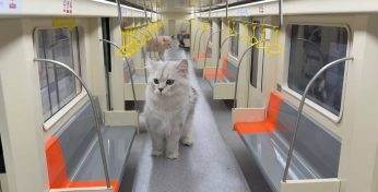 Китайский блогер создал настоящее работающее метро для своих котов