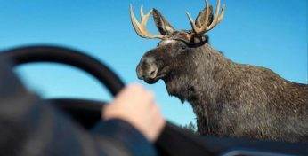 В Беларуси растет число ДТП с дикими животными — в прошлом году с автомобилем столкнулся даже зубр