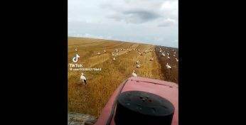 Белорус показал в TikTok огромное количество аистов на поле — пользователи в восторге