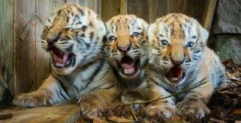 В Германии подали в суд на зоопарк, который усыпил амурских тигрят