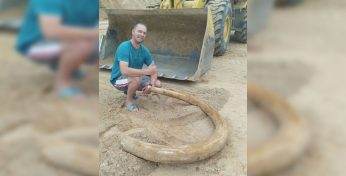 Под Витебском дорожники нашли настоящий бивень мамонта