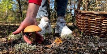 В Академии наук рассказали, какие области Беларуси самые грибные. Что насчёт Могилевской?