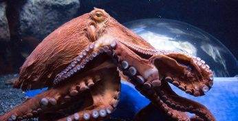 «Лучшие кадры, которые я когда-либо видел» — Тихоокеанский осьминог отобрал камеру у дайвера и снял эффектное видео