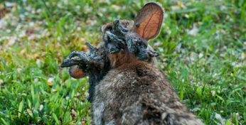 В США началась эпидемия «кроликов-Франкештейнов»