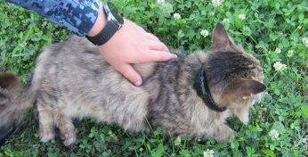 В России задержали кота-наркокурьера