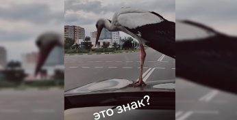 «Очень похоже на хороший знак» — Белоруска сняла аиста, приземлившегося на капот и собрала более полумиллиона просмотров в TikTok