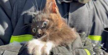 Добрые новости из Жодино: там сотрудники МЧС спасли застрявшего в автомобиле котенка