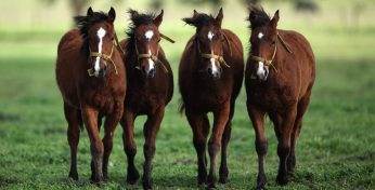 В Аргентине вывели первых генно-модифицированных лошадей. Пустят ли их в спорт?