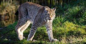 Под Минском белоруска запечатлела на видео дикую рысь