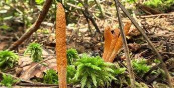 В Беловежской пуще нашли редкий «гриб-зомби»