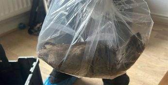 В Великобритании поймали «крысиного короля». Его длина составила 56 сантиметров