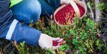 В Могилеве определили даты для сбора клюквы и брусники. Когда?