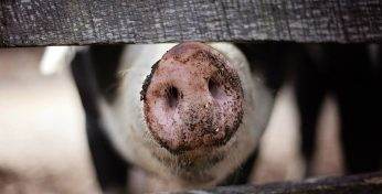 Ученые впервые в мире пересадили человеку свиные легкие