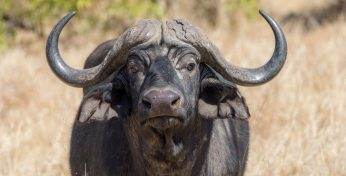 Африканский буйвол убил миллионера, который заплатил тысячи долларов, чтобы на него поохотиться