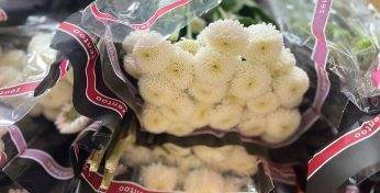 Могилевская таможня пресекла контрабанду цветов в Беларусь