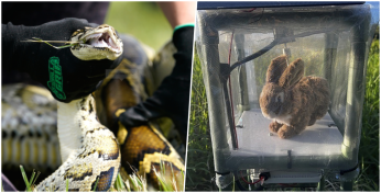 В США пытаются победить питонов при помощи кроликов-роботов