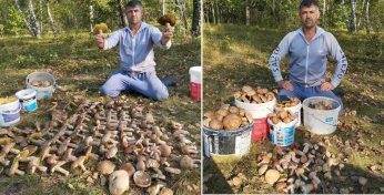 «300 боровиков прятались в папоротнике». Бобруйчанин похвастался впечатляющим результатом похода в лес