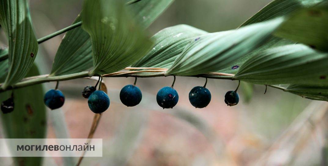 Ограничения на посещение лесов введены во всех районах Могилевской области