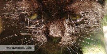 Под Витебском женщина выбросила кота в окно и получила уголовку