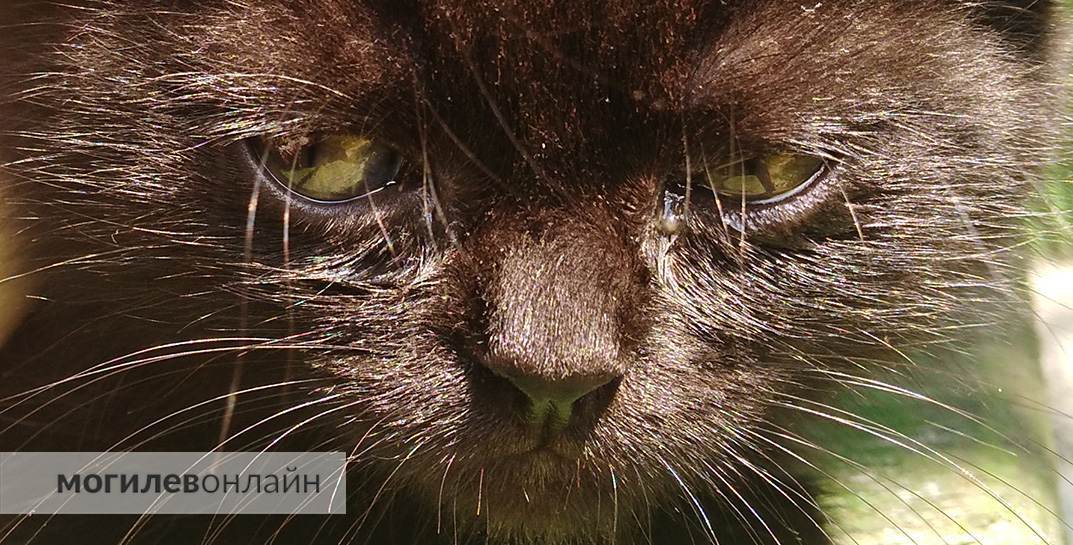 Под Витебском женщина выбросила кота в окно и получила уголовку