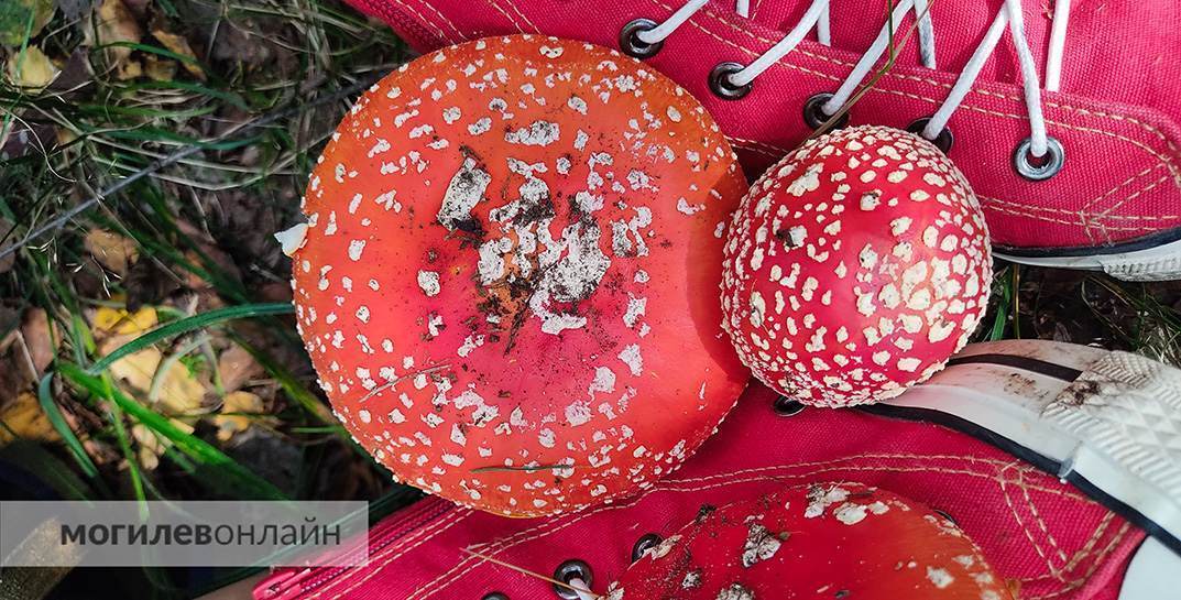 С начала сезона тихой охоты на Могилевщине грибами отравились 2 взрослых и подросток
