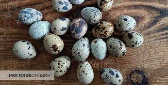 Первый в Беларуси яйцемат установили в Сморгони — едем на закупку?