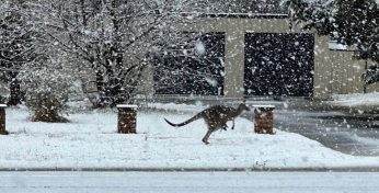 Австралию накрыл мощный снегопад — такого не было почти 40 лет