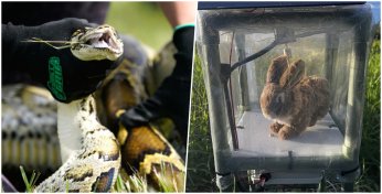 В США пытаются победить питонов при помощи кроликов-роботов