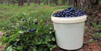 В одном из районов Могилевской области обнаружили радиоактивную чернику