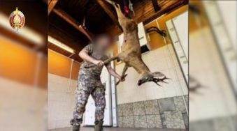 В Беларуси со спецназом задержали «туроператора», который устраивал «сафари» для иностранцев в лесах Могилевской области