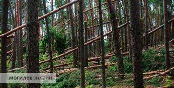 В КГК озвучили, сколько сгнившей древесины так и не вывезли из белорусских лесов