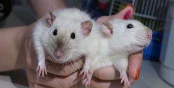 В Заславле мужчина развел около 200 крыс и теперь соседи жалуются на него в администрацию и прокуратуру