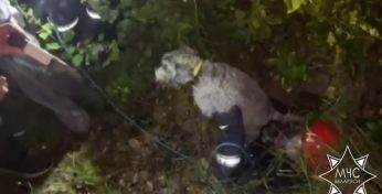 Яшчэ адно кранальнае відэа ад МНС. На гэты раз ратавальнікі выцягнулі з калодзежа сабаку