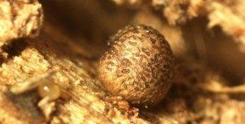 Белорусские ученые открыли новый для мировой науки вид организмов в Беловежской пуще