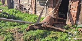 Добрыя навіны: пад Дзяржынскам МНС выцягнула каня, які праваліўся ў склеп