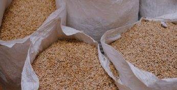 Пенсионер из Краснополья устроил забег «по огородам», скрываясь от милиции, после попытки украсть пшеницу