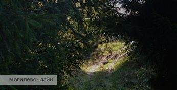 «Я никогда так быстро не бежал к машине». Могилевчанин во время ночной рыбалки столкнулся с волчьей стаей