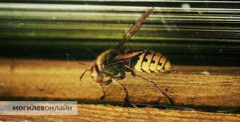 В Беларуси зафиксировано две смерти от укусов насекомых