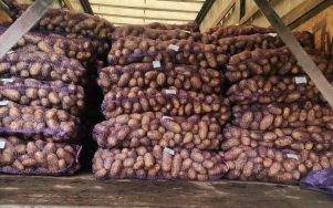 Под Брянском не пропустили в Ростов 22 тоны белорусского картофеля. Куда его дели?