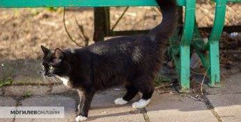 В милиции Минска назвали «главного подозреваемого» по делу об убийце кошек в Заводском районе